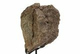 Fossil Sauropod Vertebra Section with Metal Stand - Colorado #350602-1